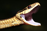 Northwestern Gartersnake