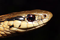 Northwestern Gartersnake