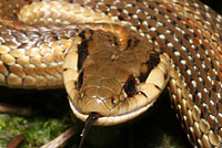 Northwestern Gartersnake