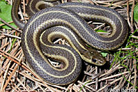 Northwestern Gartersnake