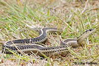 Northwestern Gartersnake