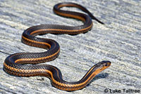 Northwestern Gartersnake