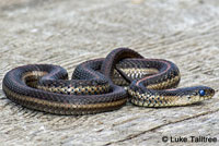 Northwestern Gartersnake