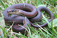 Northwestern Gartersnake