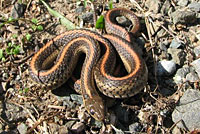 Northwestern Gartersnake