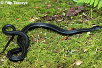 Northwestern Gartersnake