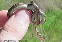 Northwestern Gartersnake