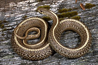 Northwestern Gartersnake