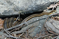 Northwestern Gartersnake