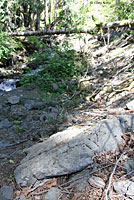 Northwestern Gartersnake