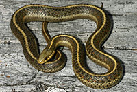 Northwestern Gartersnake