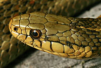 Northwestern Gartersnake