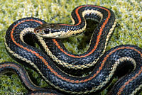 Northwestern Gartersnake