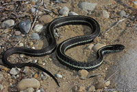 Northwestern Gartersnake