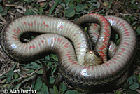 Northwestern Gartersnake