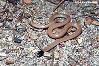 Western Black-headed Snake