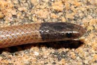 Western Black-headed Snake