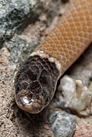 Western Black-headed Snake