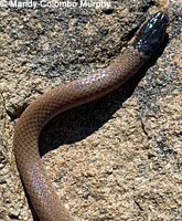 Western Black-headed Snake