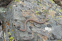 Western Black-headed Snake