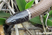 Western Black-headed Snake