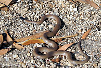 Western Black-headed Snake