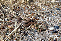 Western Black-headed Snake