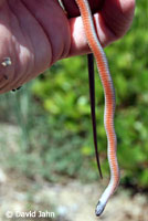 Western Black-headed Snake