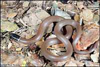 Western Black-headed Snake