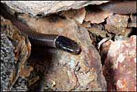 Western Black-headed Snake