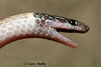 Western Black-headed Snake