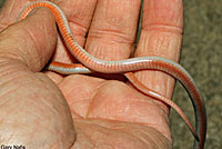 Western Black-headed Snake