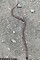 Western Black-headed Snake