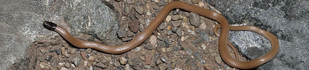 Western Black-headed Snake