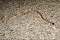 Western Black-headed Snake