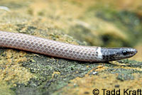 Western Black-headed Snake