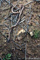 Western Black-headed Snake