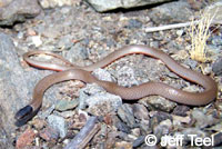 Western Black-headed Snake