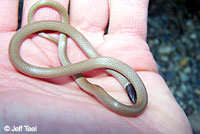 Western Black-headed Snake