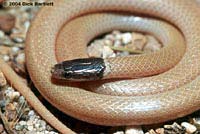 Western Black-headed Snake