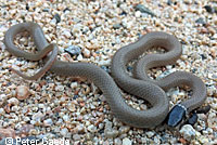 Western Black-headed Snake