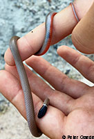 Western Black-headed Snake