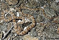 California Lyresnake