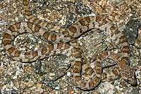 California Lyresnake