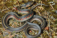 Coast Gartersnake