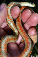 Coast Gartersnake