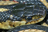 Valley Gartersnake