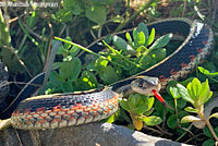 Valley Gartersnake