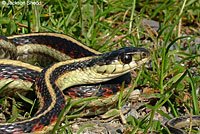 Valley Gartersnake