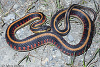 Valley Gartersnake